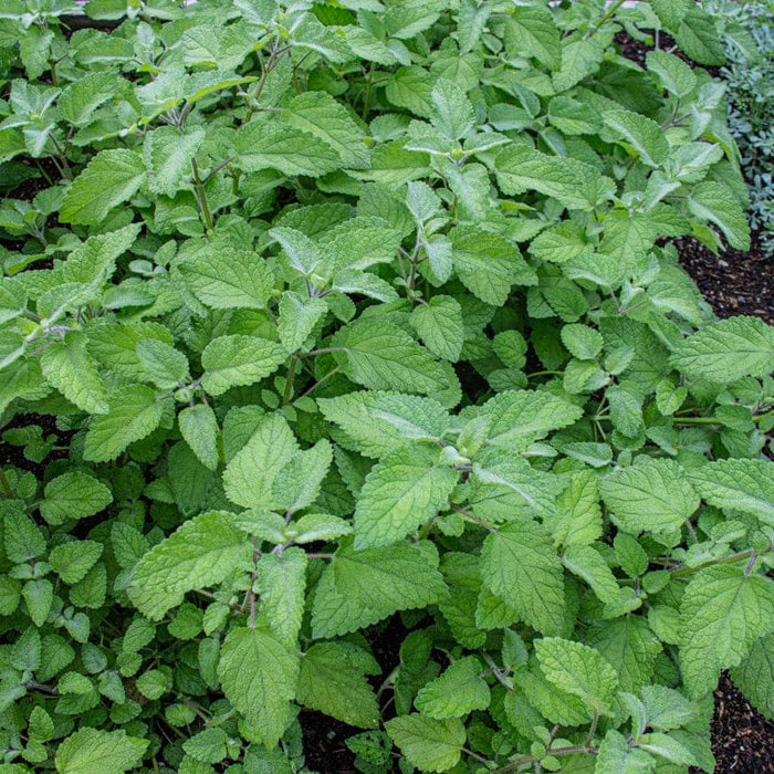 Mandarin Lemon Balm | Melissa officinalis 'Mandarina'