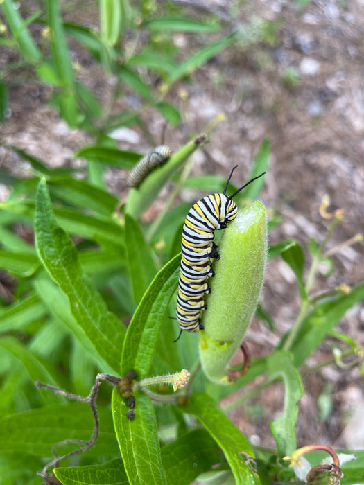 Common Milkweed