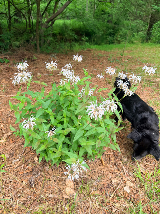 Eastern Bee Balm, Bradbury's Bee Balm | Monarda bradburiana