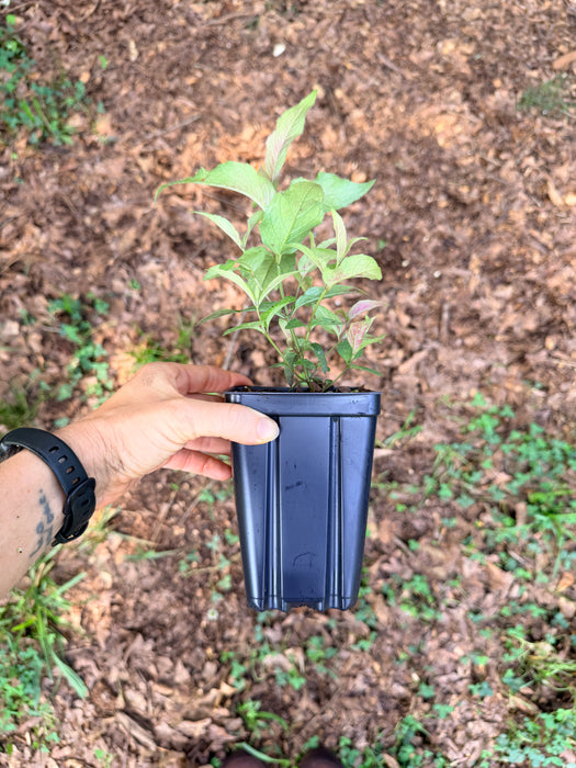 Eastern Bee Balm, Bradbury's Bee Balm | Monarda bradburiana