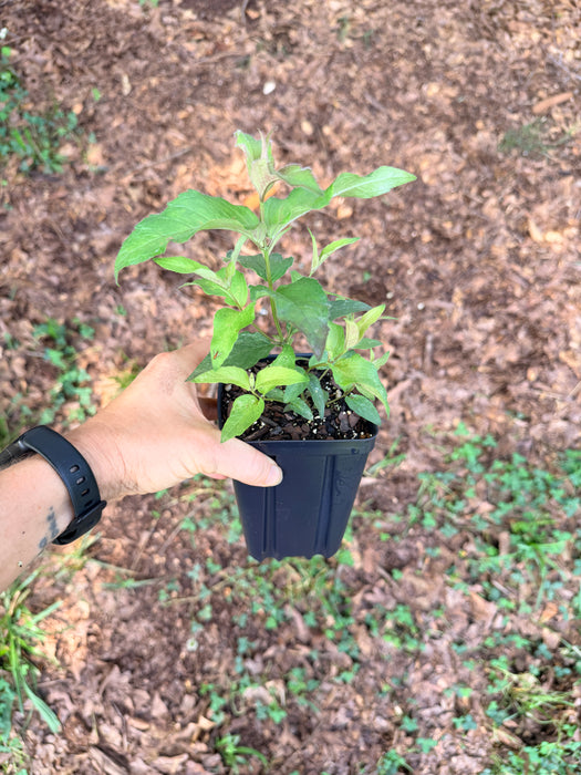 Eastern Bee Balm, Bradbury's Bee Balm | Monarda bradburiana