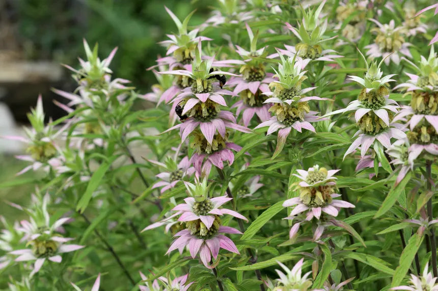 Spotted Bee Balm | Monarda punctata
