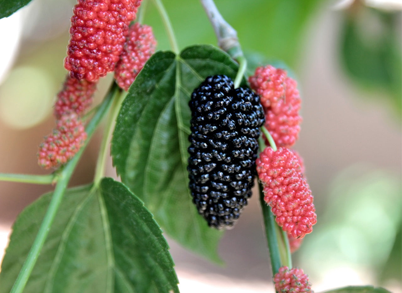 Berries