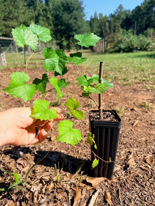 Triumph Muscadine Vine