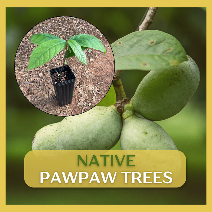 Native Pawpaw | Asimina triloba