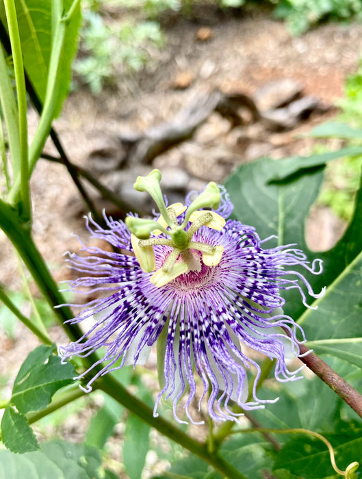 Maypop Passionflower