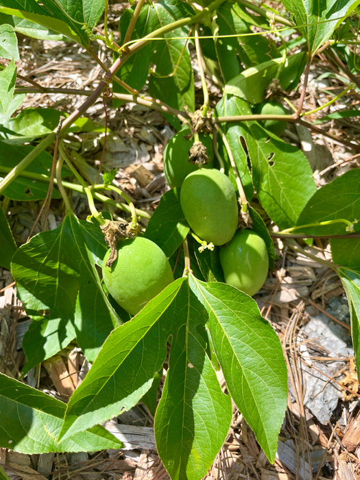 Maypop Passionflower