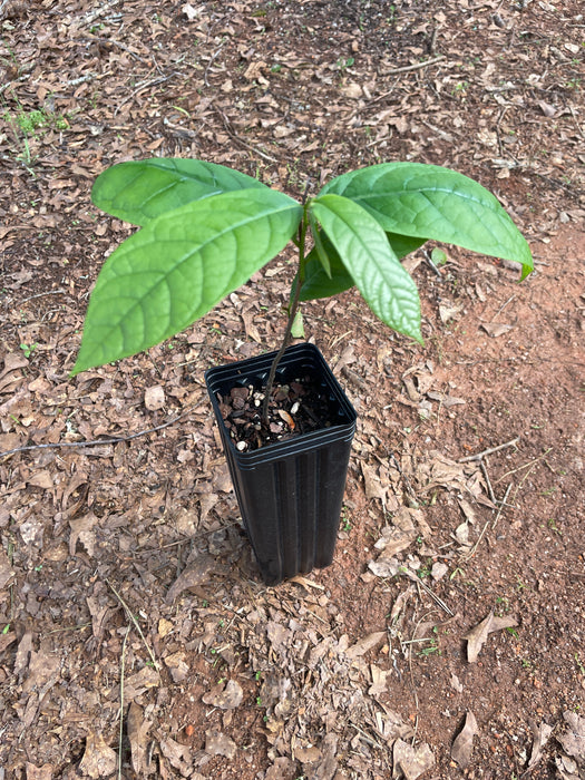 Select Native Pawpaw Tree | Asimina triloba