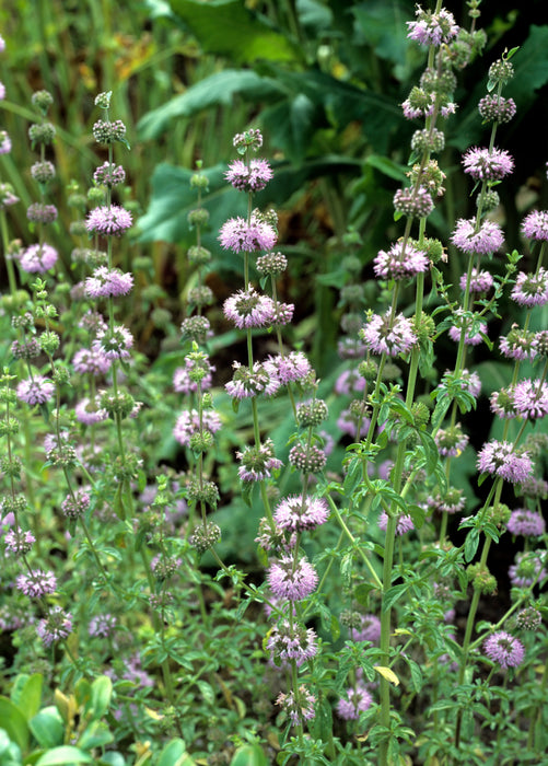 Purple-brown flowers blooming on tall green stems among leafy green plants in a natural outdoor setting.
