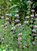 Purple-brown flowers blooming on tall green stems among leafy green plants in a natural outdoor setting.