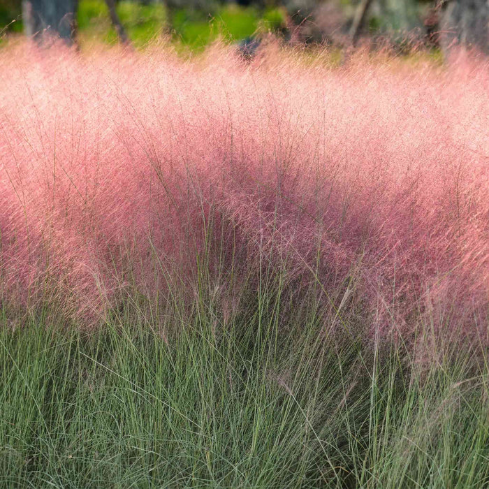Pink Muhly Grass | Muhlenbergia capillaris