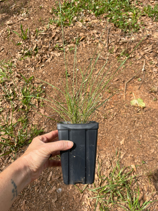 Pink Muhly Grass | Muhlenbergia capillaris