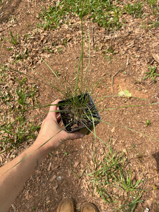 Pink Muhly Grass | Muhlenbergia capillaris