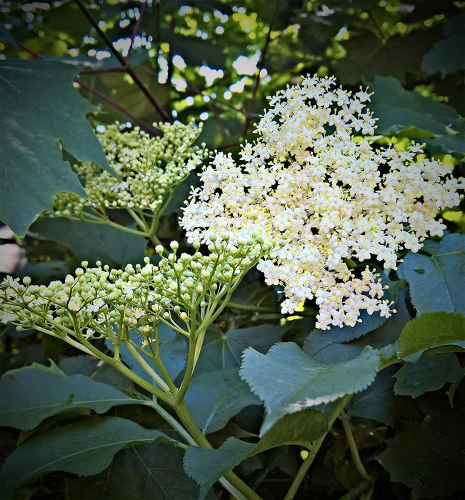 "Nova" American Elderberry