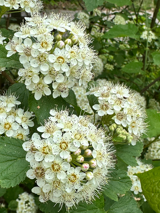 Prairie Ninebark | Physocarpus opulifolius