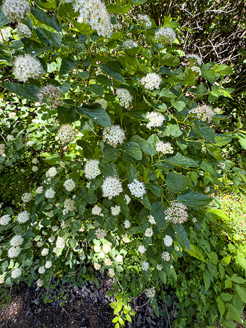Prairie Ninebark | Physocarpus opulifolius