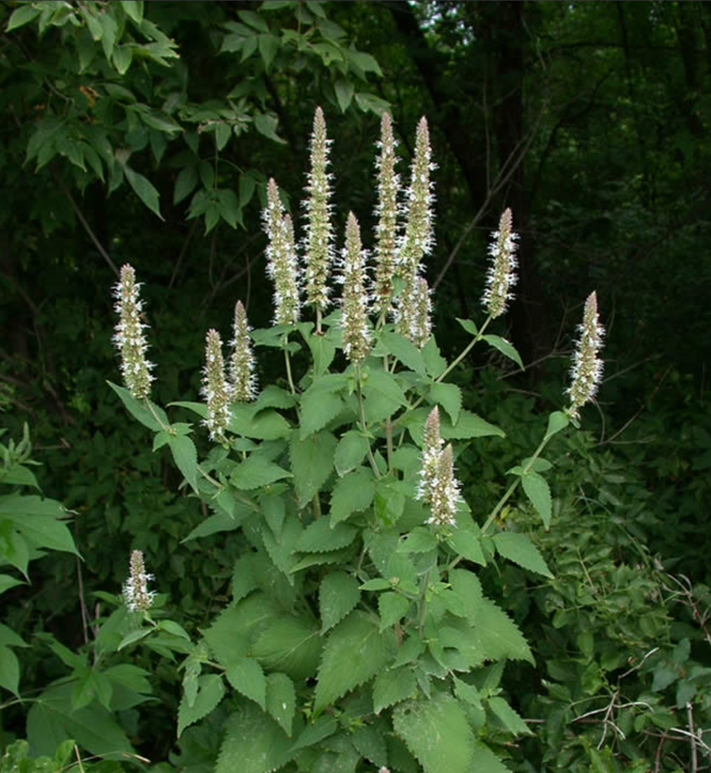 Purple Giant Hyssop | Agastache scrophulariifolia