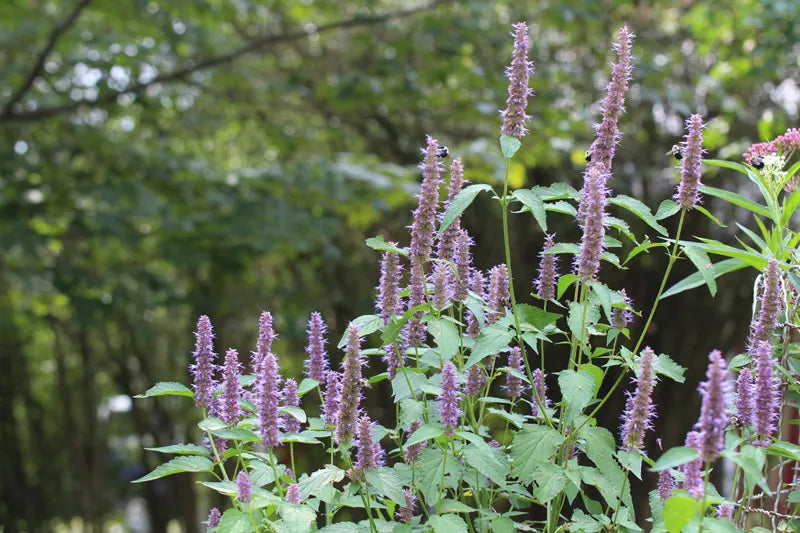 Purple Giant Hyssop | Agastache scrophulariifolia