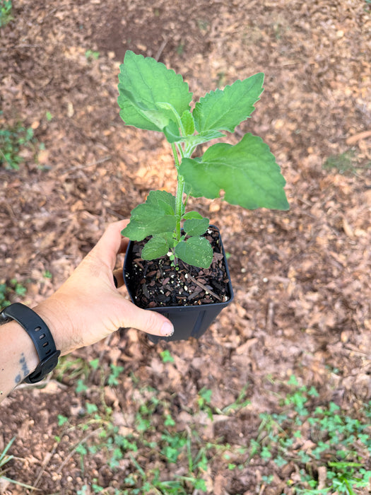 Purple Giant Hyssop | Agastache scrophulariifolia