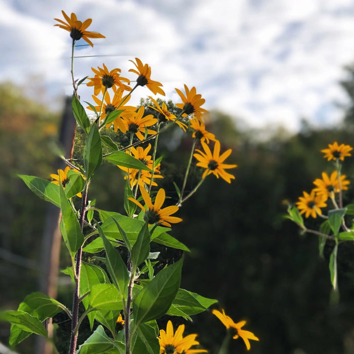Jerusalem Artichoke, Sunchoke, "White Mammoth" variety | Helianthus tuberosus