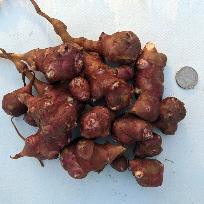 Jerusalem Artichoke, Sunchoke, "Red Fuseau" variety | Helianthus tuberosus