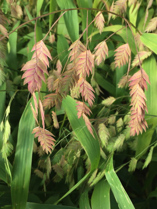 River Oats | Chasmanthium latifolium