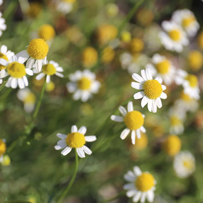 Roman Chamomile | Chamaemelum nobile
