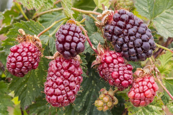 Royalty Purple Raspberry