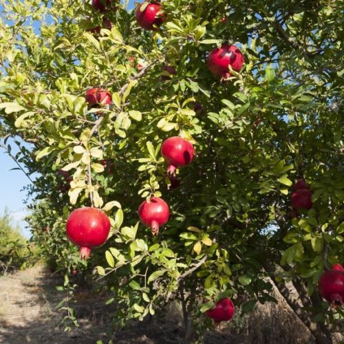 Salavatski Russian Pomegranate