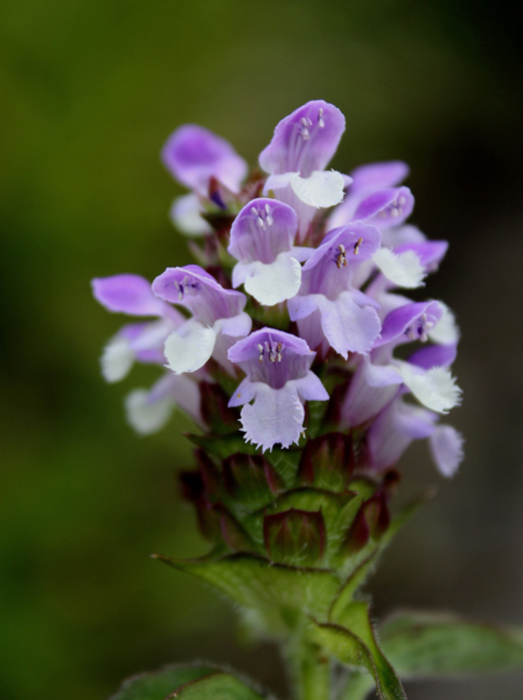 Self-heal