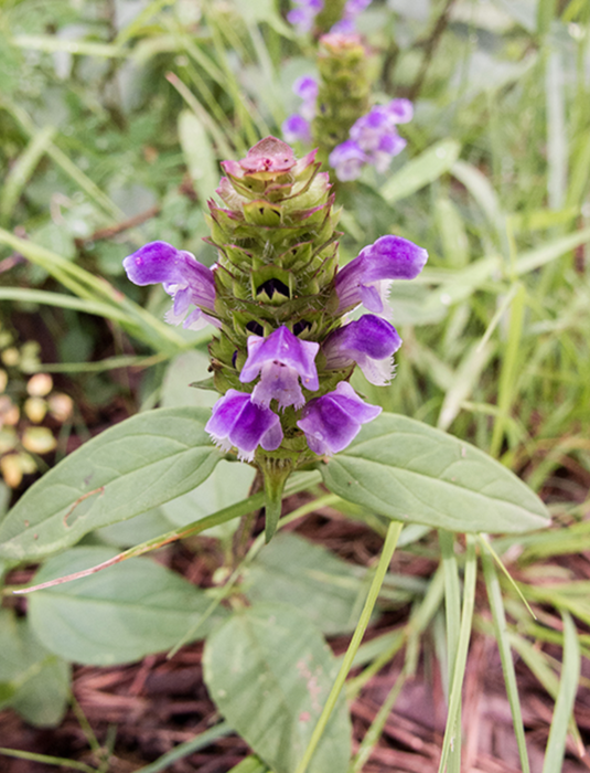 Self-heal