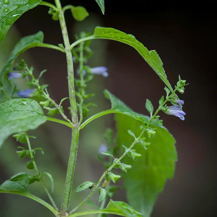 American Skullcap | Scutellaria lateriflora