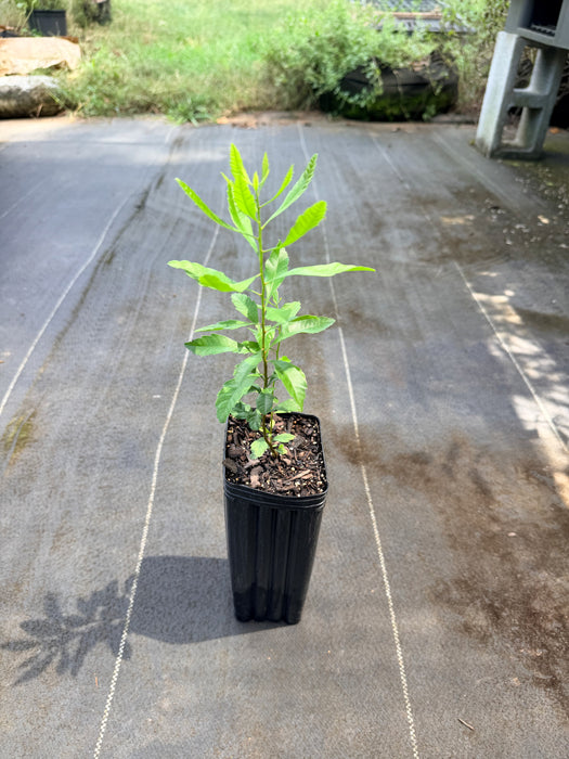 Southern Wax Myrtle, Barberry | Myrica cerifera, Morella cerifera