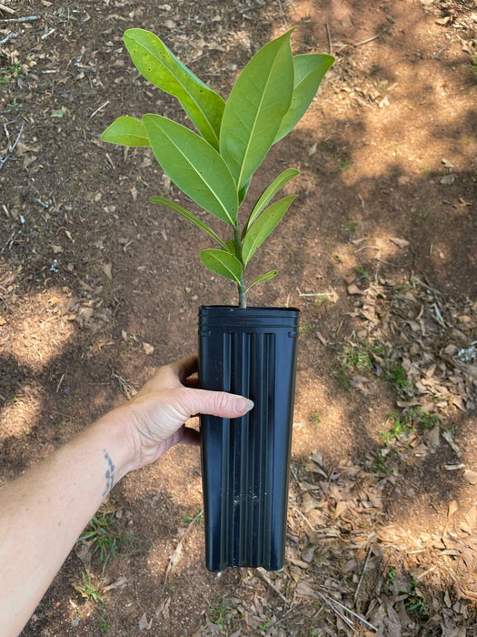 Southern Magnolia | Magnolia grandiflora