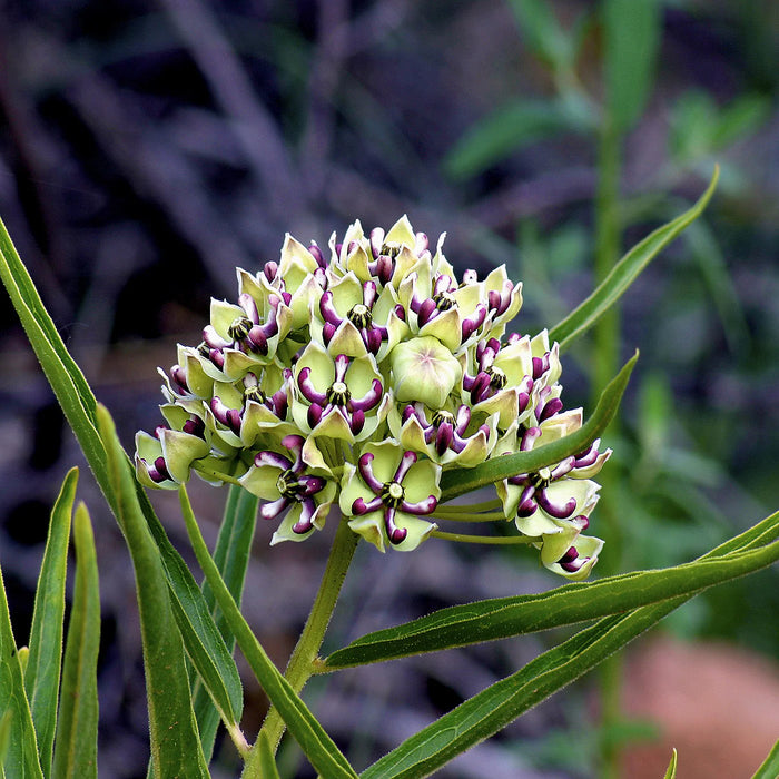 Spider Milkweed | Asclepias viridis