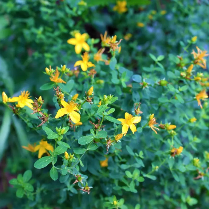 St. John's Wort | Hypericum perforatum