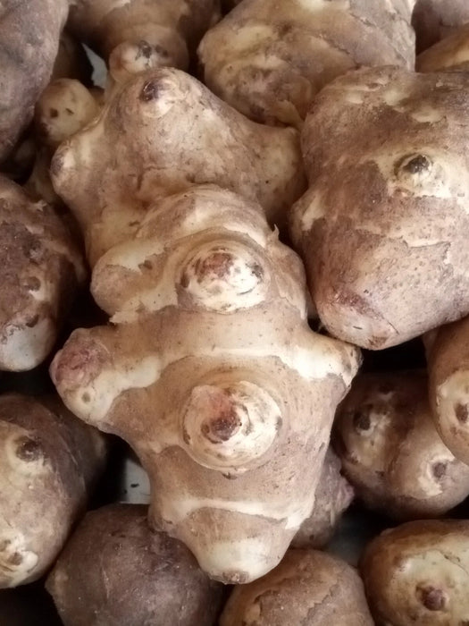 Jerusalem Artichoke, Sunchoke, "White Fuseau" variety | Helianthus tuberosus (Copy)