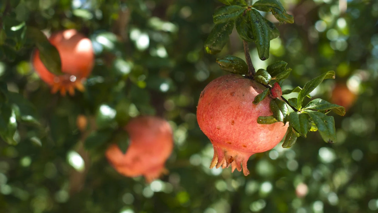 Surh-Anor Russian Pomegranate