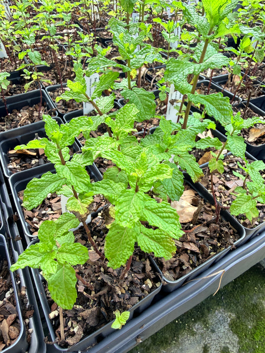Sweet Mint