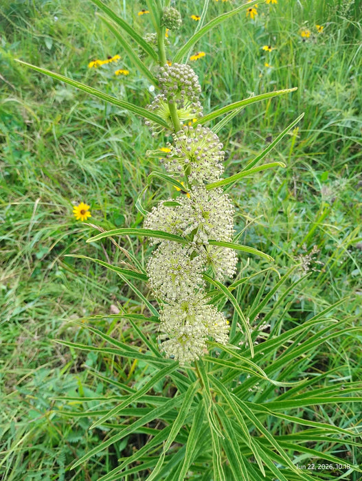 Tall Green Milkweed | Asclepias hirtella