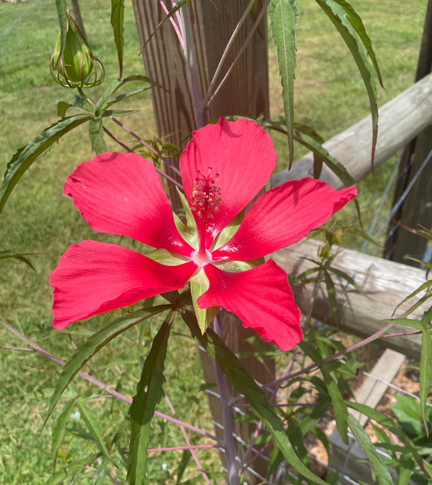 Scarlet Rose Mallow, Texas Star Hibiscus