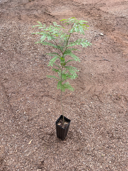 Thornless Honey Locust