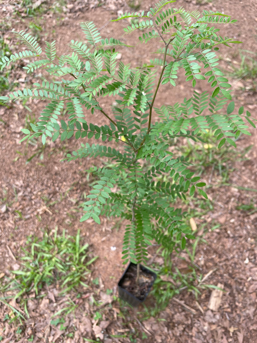 Thornless Honey Locust
