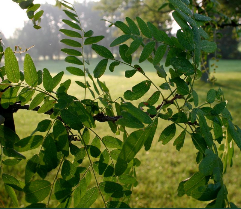 Thornless Honey Locust