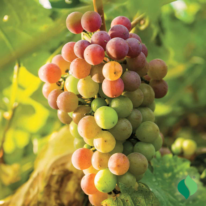 Triumph Muscadine Vine