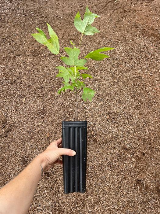 Tulip Poplar