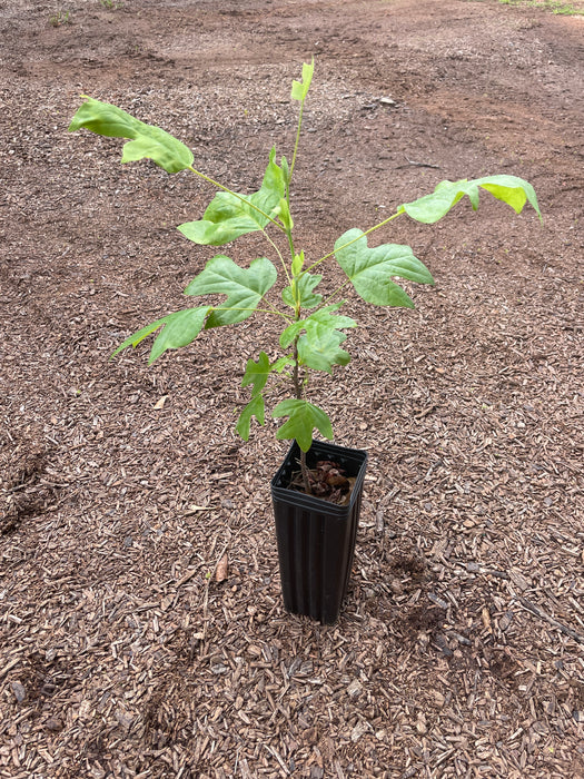 Tulip Poplar