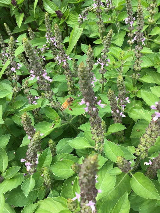 Tulsi Kapoor | Ocimum tenuiflorum