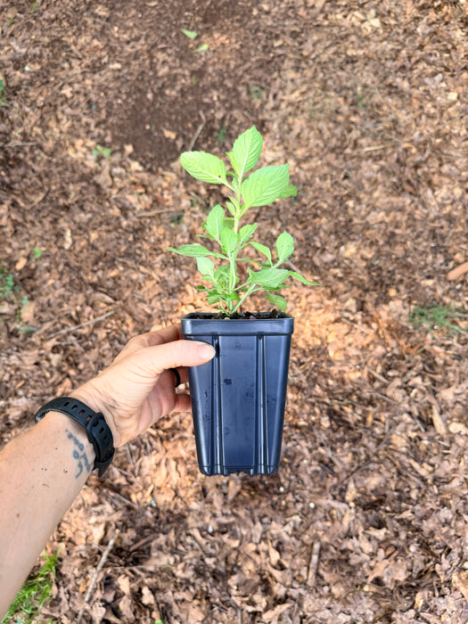 Tulsi Kapoor | Ocimum tenuiflorum