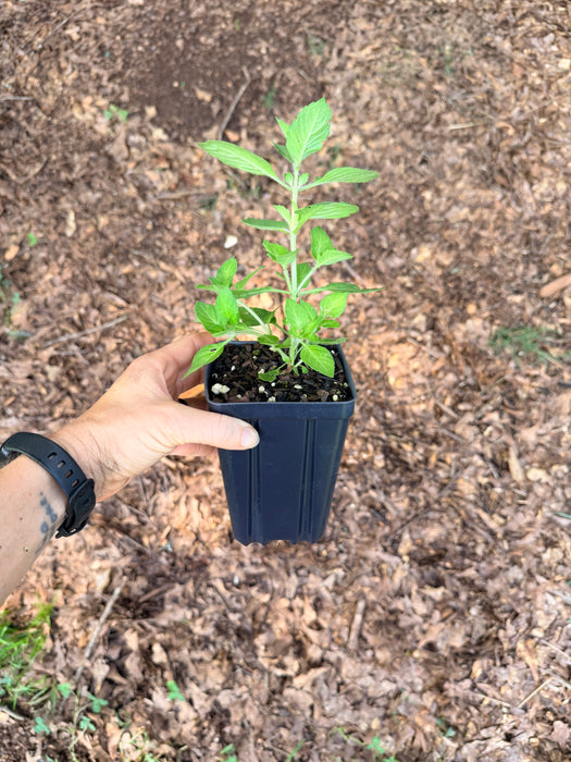 Tulsi Kapoor | Ocimum tenuiflorum